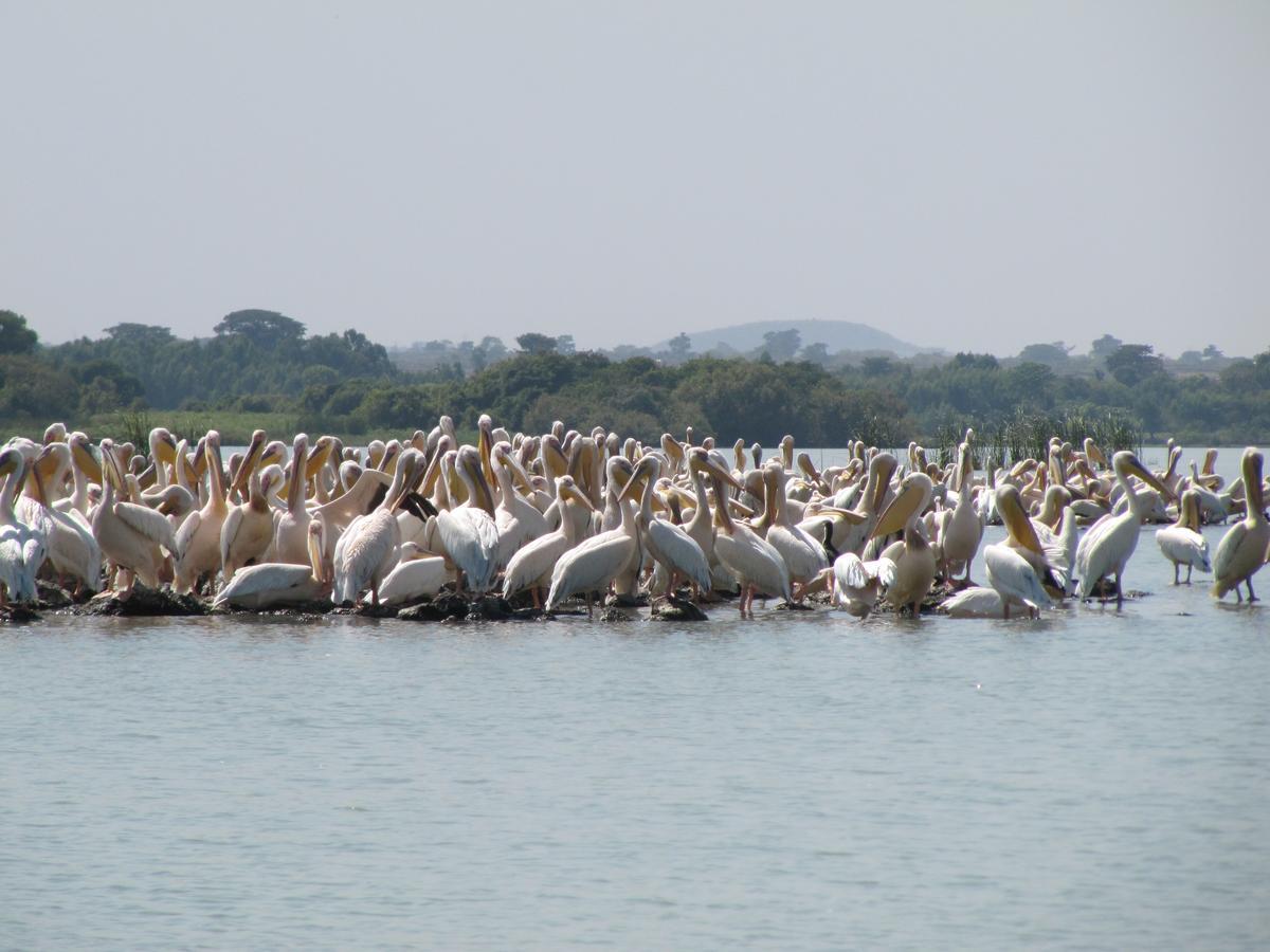 Lakemark Hotel And Tour Service Bahir Dar Eksteriør billede